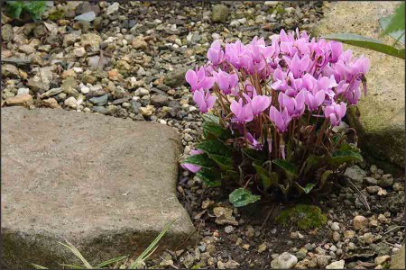 Cyclamen hederifolius.